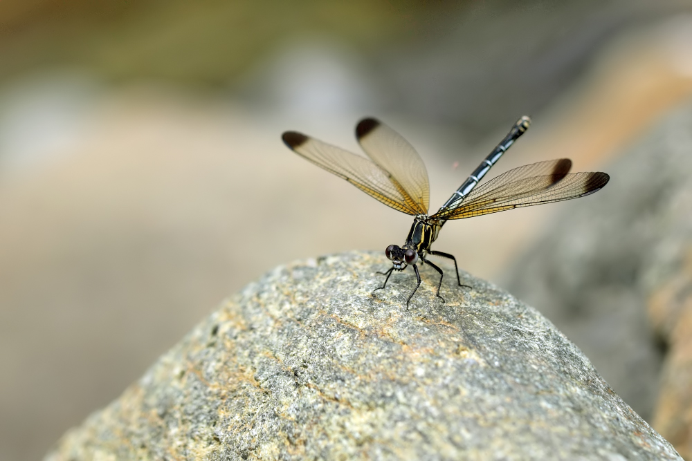 Blaue Orientjungfer