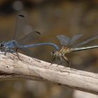 Blaue Orientjungfer (Epallage fatime)