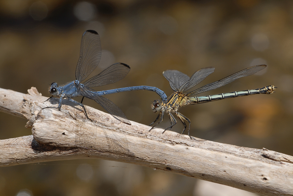 Blaue Orientjungfer (Epallage fatime)