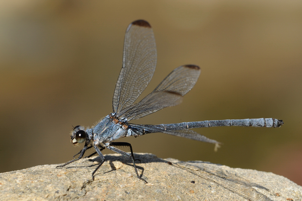 Blaue Orientjungfer (Epallage fatime) M