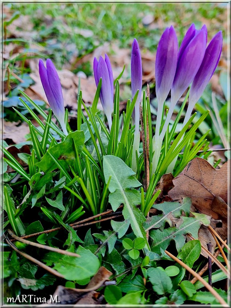 Blaue Parade  (mit Gedicht)