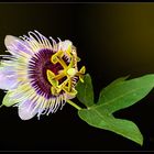 blaue  Passiflora caerulea