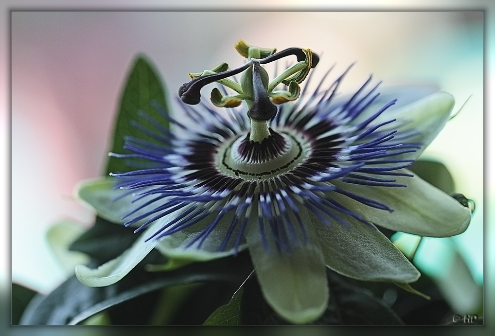 blaue Passionsblume