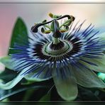 blaue Passionsblume