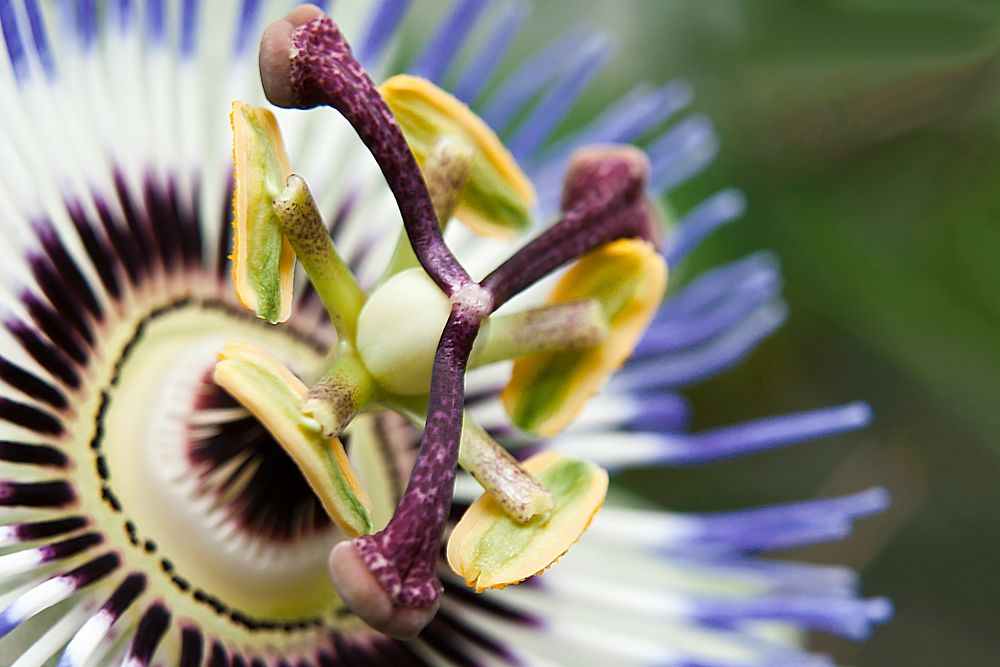 blaue Passionsblume