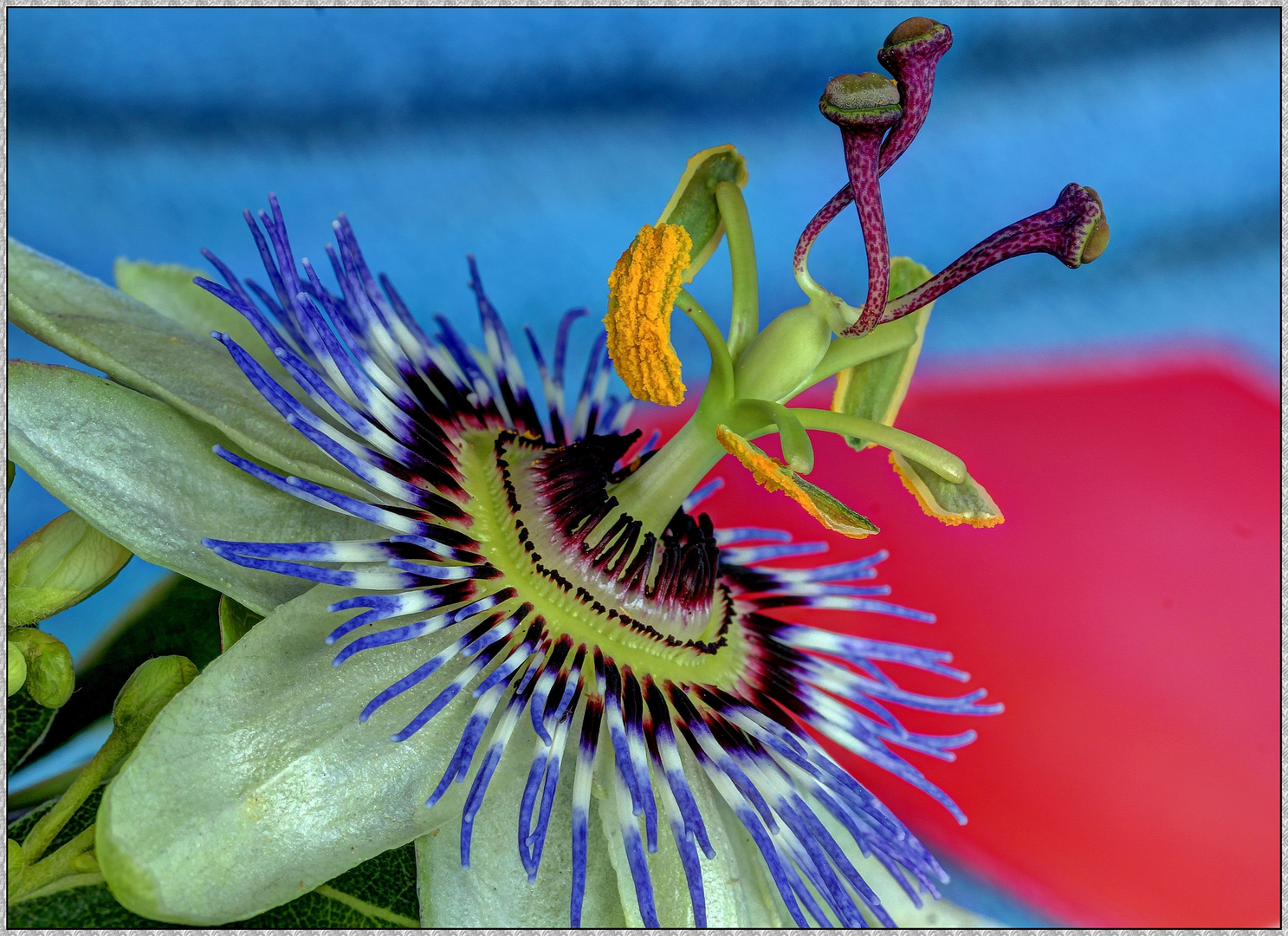 Blaue Passionsblume auf der Insel Elba , April 2015  (HDR Makro)