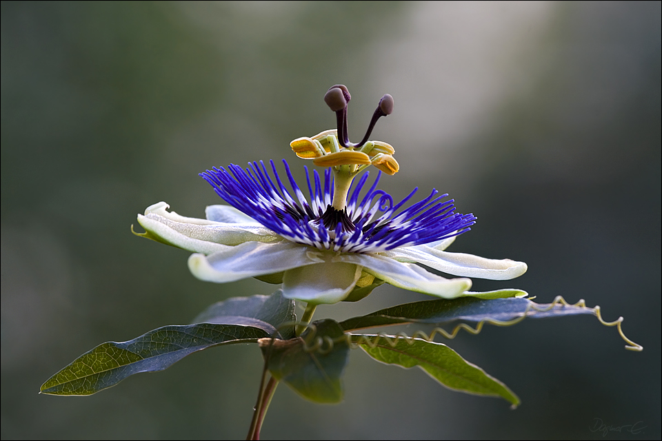 Blaue Passionsblume