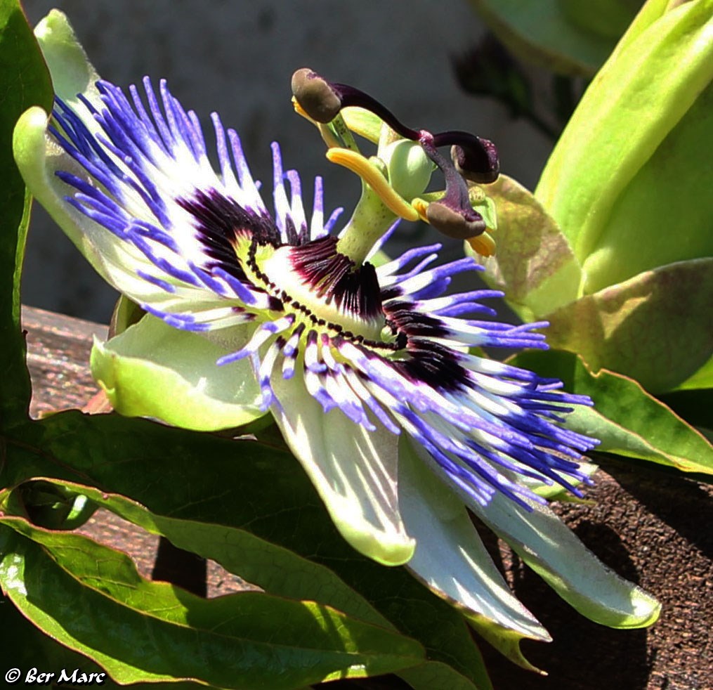 Blaue Passionsblume