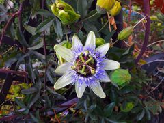 Blaue Passionsblume in Malcesine