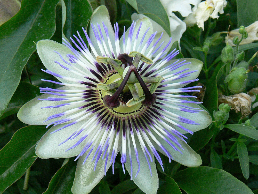 Blaue Passionsblume (Passiflora caernulea)