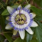 Blaue Passionsblume (Passiflora caerulea)