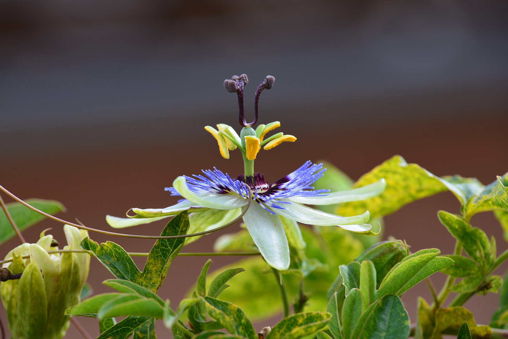 Blaue Passionsblume (Passiflora caerulea)