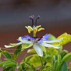 Blaue Passionsblume (Passiflora caerulea)