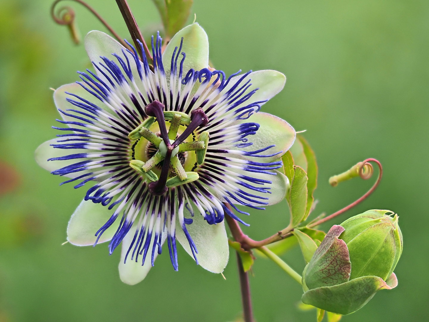 Blaue Passionsblume (Passiflora caerulea)