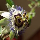 Blaue Passionsblume (Passiflora caerulea)