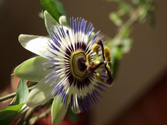 Blaue Passionsblume (Passiflora caerulea)