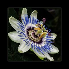 Blaue Passionsblume (Passiflora caerulea)