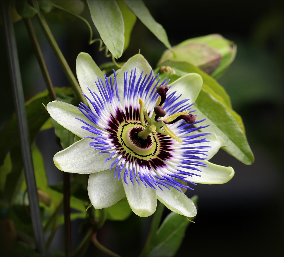 Blaue Passionsblume (Passiflora caerulea)...