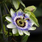 Blaue Passionsblume (Passiflora caerulea)...