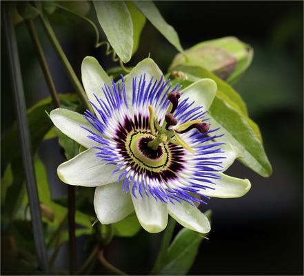 Blaue Passionsblume (Passiflora caerulea)...