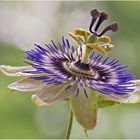 blaue passionsblume (passiflora caerulea).... 