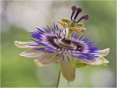 blaue passionsblume (passiflora caerulea).... 