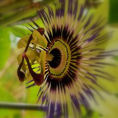 Blaue Passionsblume (Passiflora caerulea) 