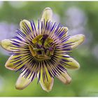 blaue passionsblume (passiflora caerulea) II .... 