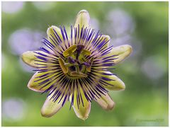 blaue passionsblume (passiflora caerulea) II .... 