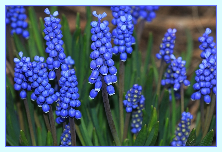 Blaue Perlen Foto & Bild pflanzen, pilze & flechten, blüten