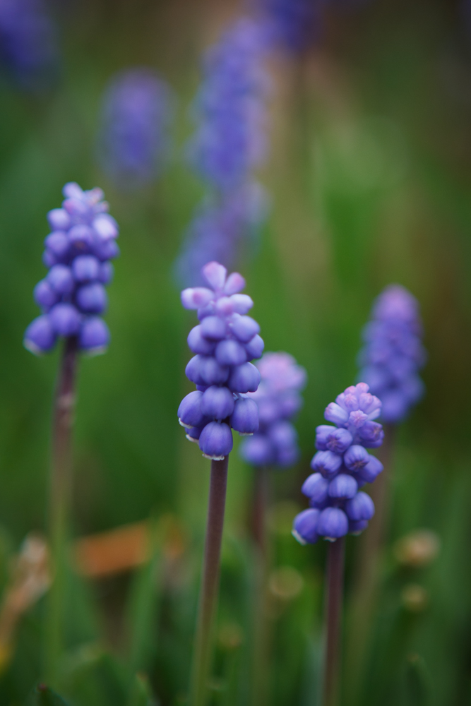 Blaue Perlhyazinthe