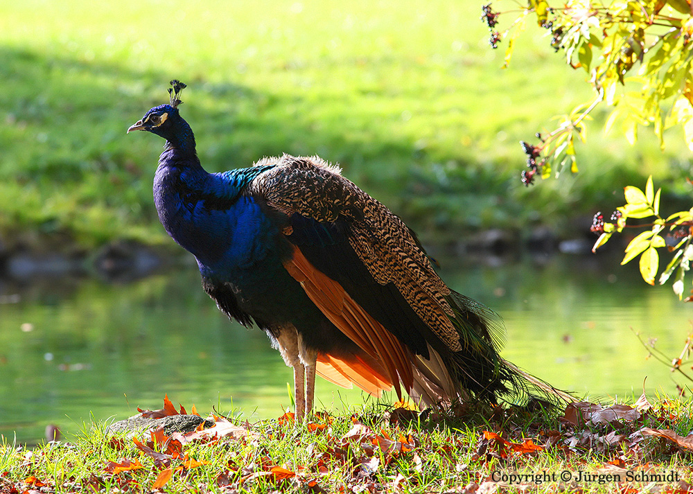 Blaue Pfau