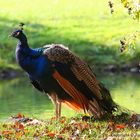 Blaue Pfau