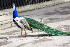 Blaue Pfau, Parc Merveilleux, Bettembourg in Luxembourg