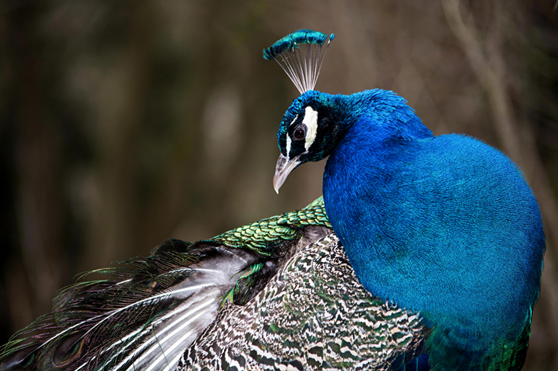 Blaue Pfau (Pavo cristatus)