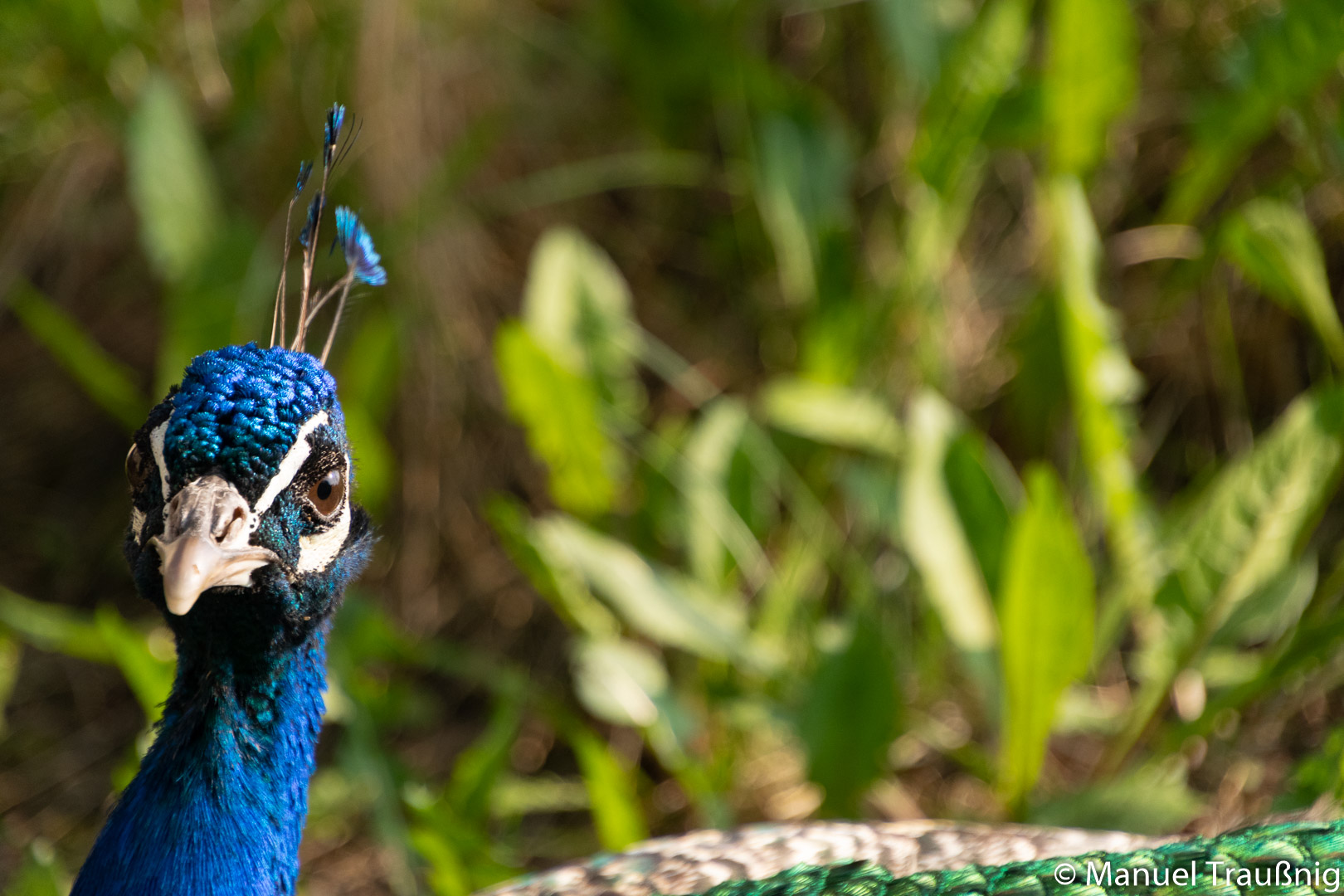  Blaue Pfau (Pavo cristatus)