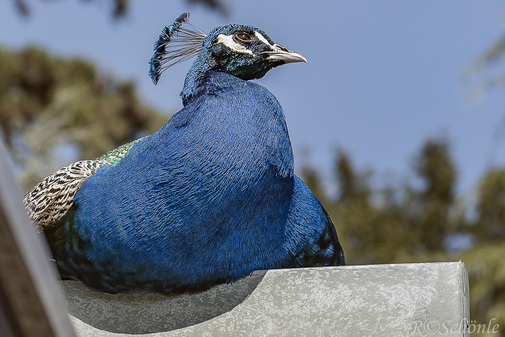 Blaue Pfau (Pavo cristatus) beim Sonnenbad