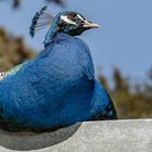 Blaue Pfau (Pavo cristatus) beim Sonnenbad