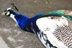 Blaue Pfau (Pavo cristatus), Parc Merveilleux, Luxembourg