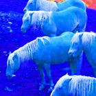 Blaue Pferde (2)