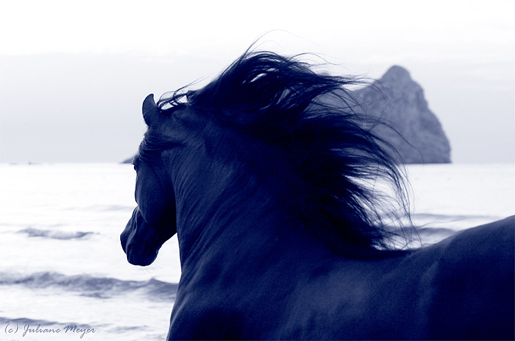 Blaue Pferde am Strand....