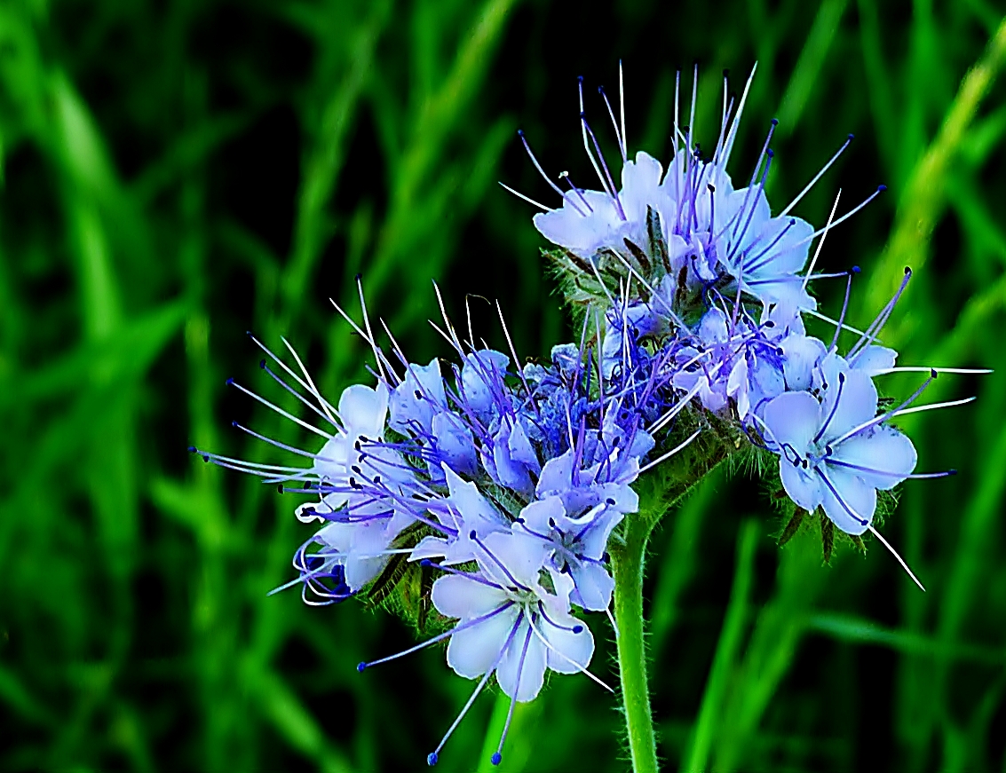 Blaue Phacelia-Blüten, . . .