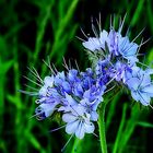 Blaue Phacelia-Blüten, . . .