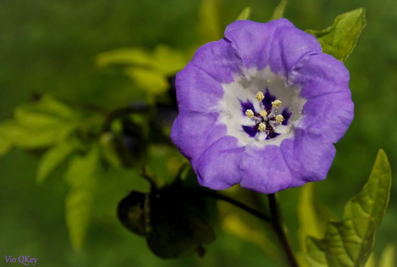 Blaue Physalis