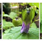 Blaue Physalis