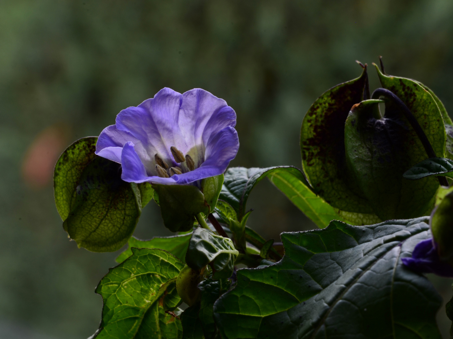 blaue Physalis