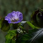 blaue Physalis