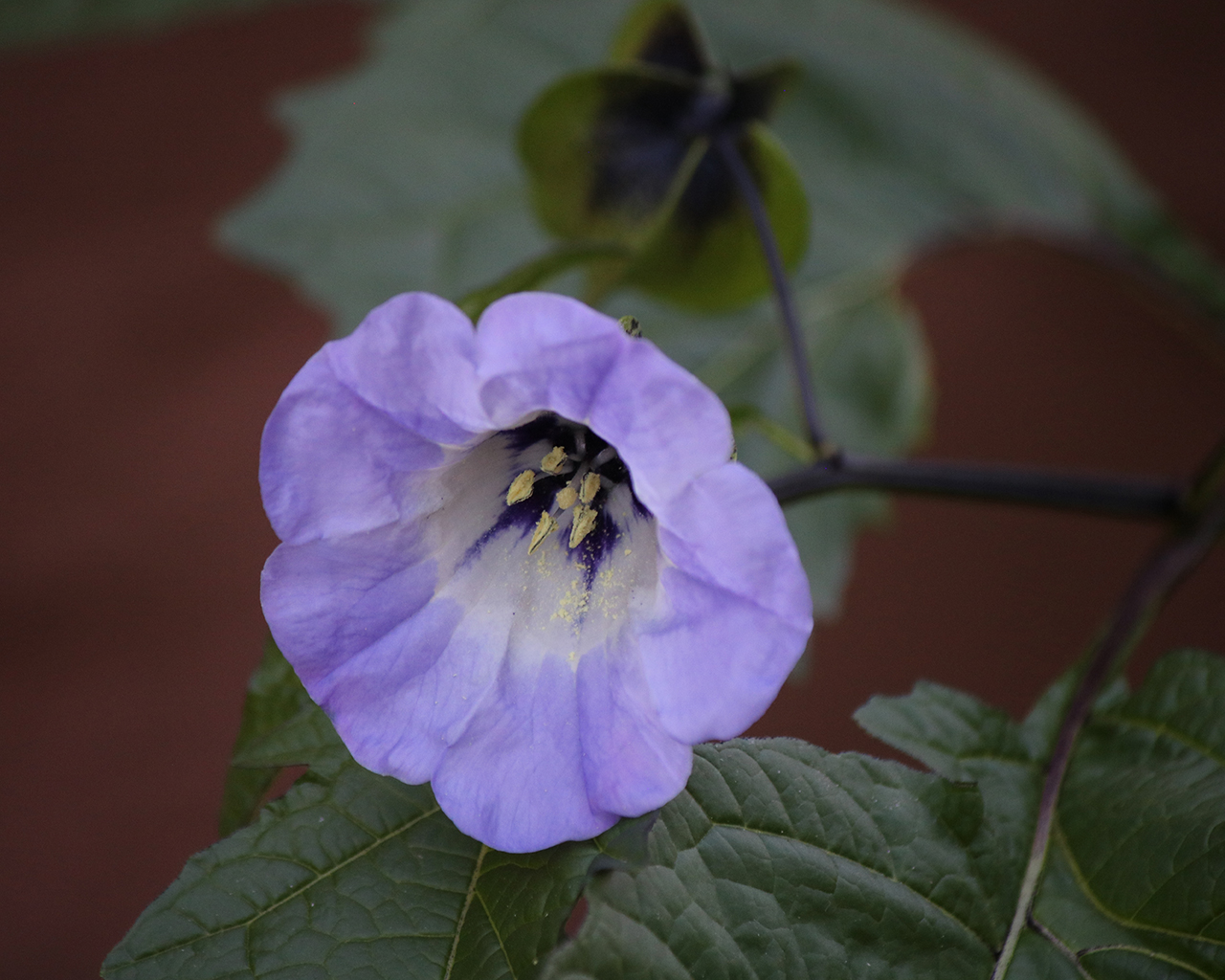 blaue Physalis