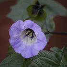 blaue Physalis