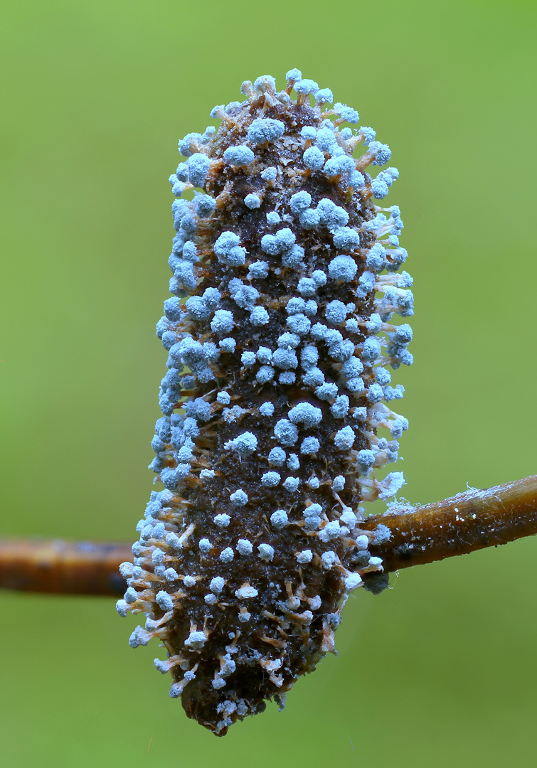 blaue pinsel......oder Penicillium vulpinum